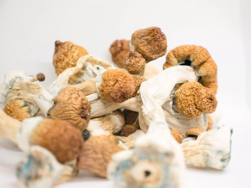 Psilocybe Cubensis: Explorando os Cogumelos Mágicos da&nbsp;Consciência