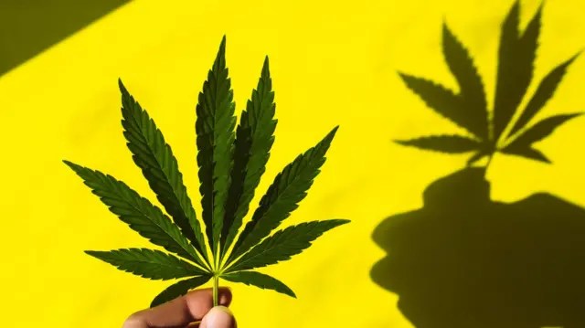 Legalização da Maconha: O Que Muda no&nbsp;Brasil?